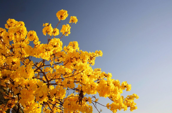 A vibrant tree with bright yellow flowers against a clear blue sky in Los Angeles