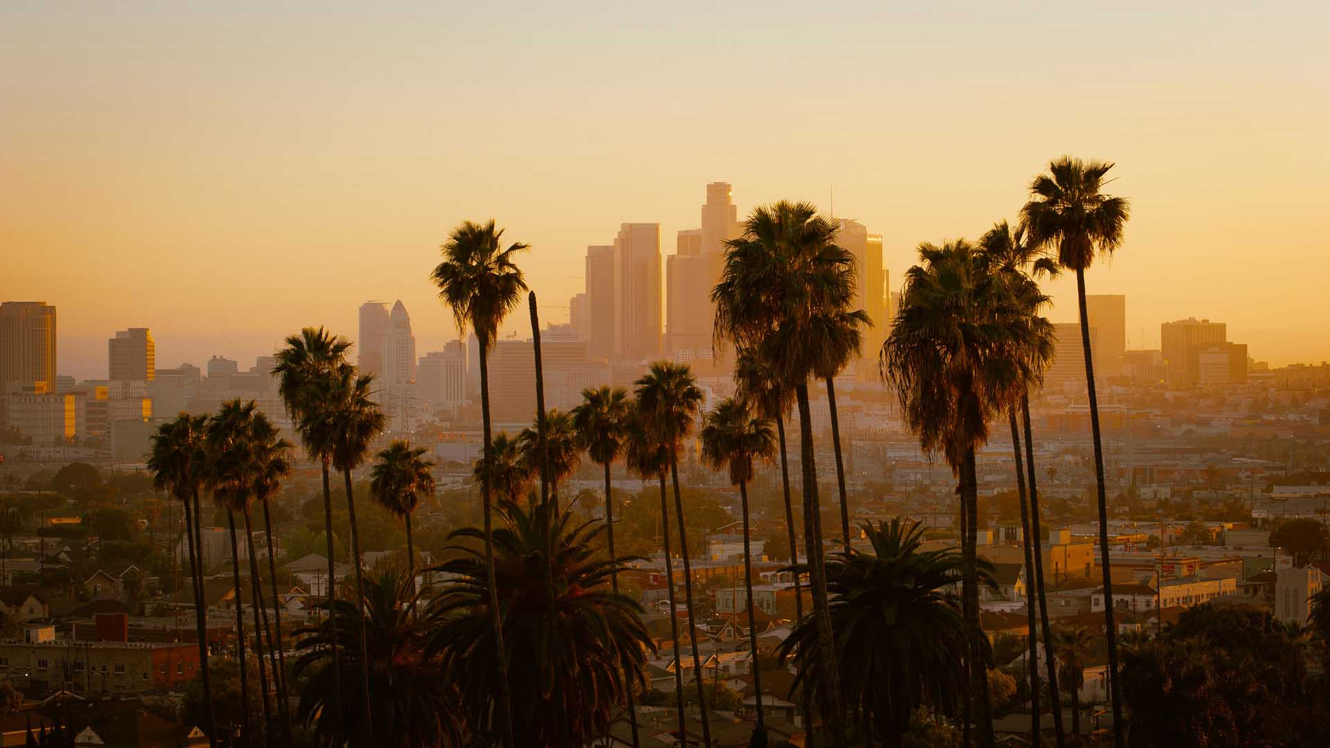 Palm trees in the foreground and the Los Angeles skyline in the background