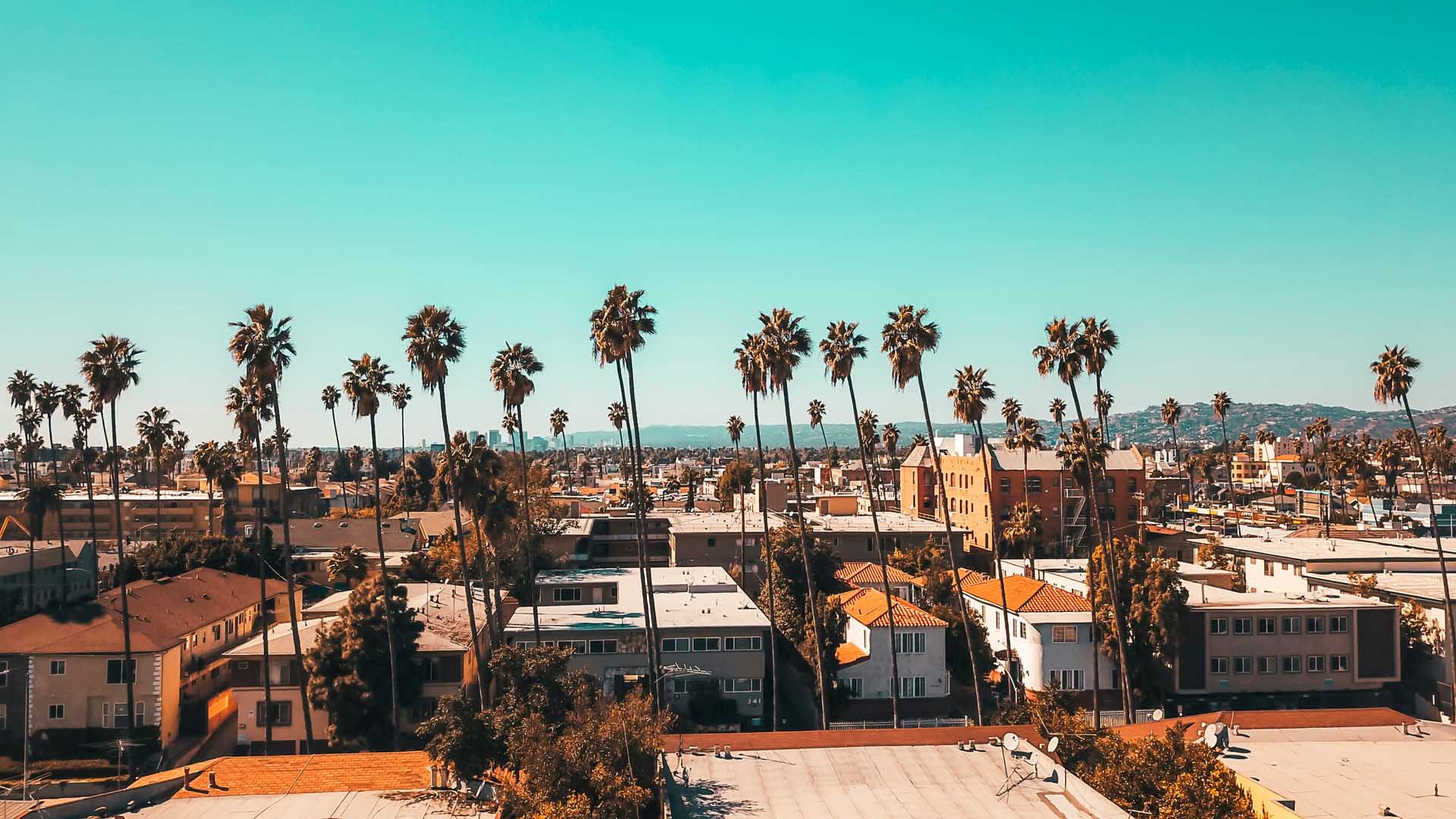 Palm trees along some buildings in Santa Monica