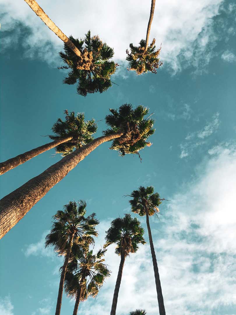 Palm trees staring up at the sky